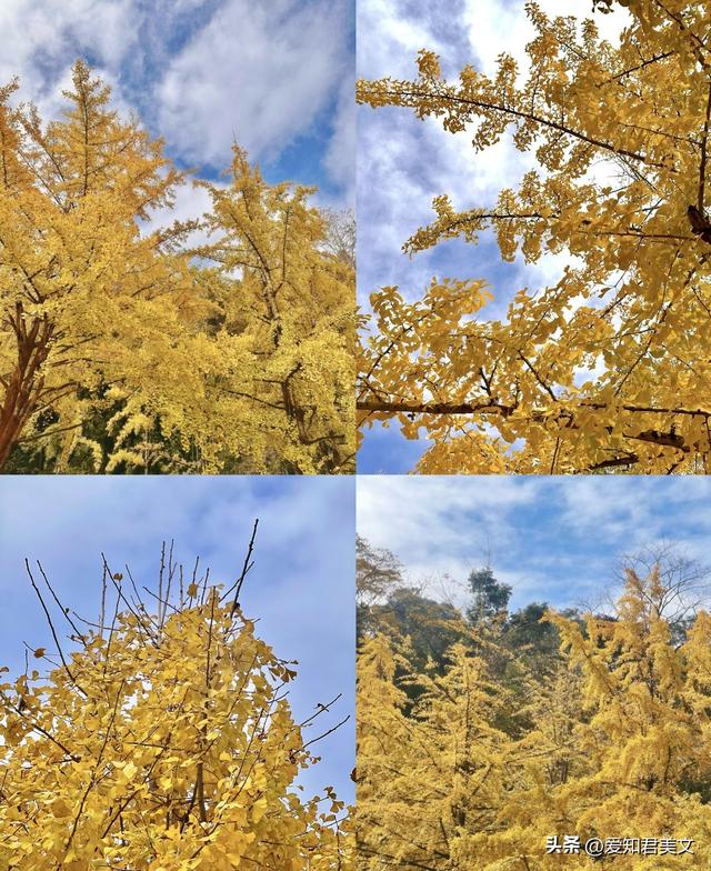 醉美的帽子峰：一场沉浸式的银杏视觉盛宴