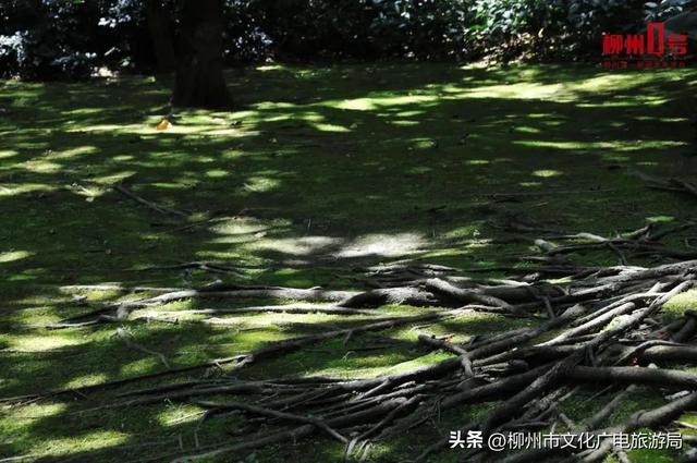 哈啾~在柳州“懒”得有理！懒球星人速领5件「躺赢」正事