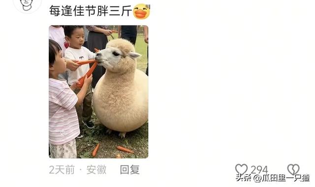 笑不活！国庆假期动物园的动物都吃yue了，网友:每逢佳节胖三斤
