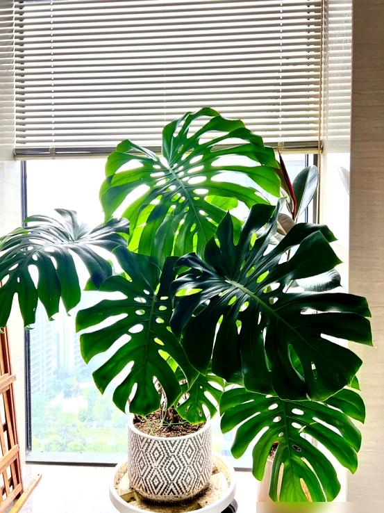 “阴花、不能进阳宅”	，家里若有这5种花，请赶紧“搬出去”！