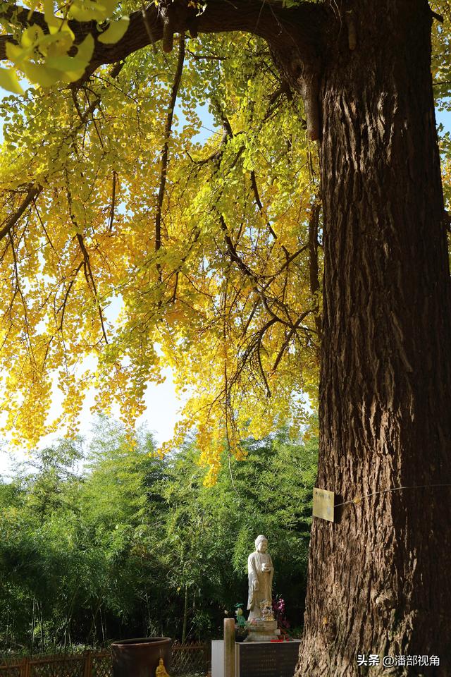 无锡荡口圆通村原圆通寺的旧址上，二棵古银杏今年甚美