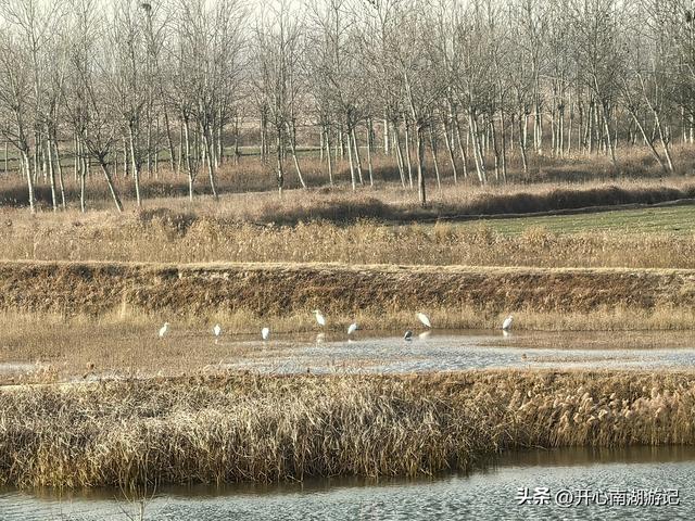 走，去渤海湾看候鸟…