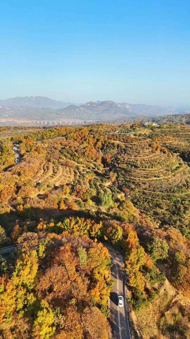 璀璨斑斓！日照这条路，现在美到不像话！