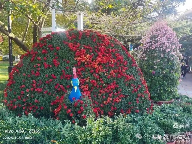 菊绽秋阳里，暗香绕中山｜申艳娟