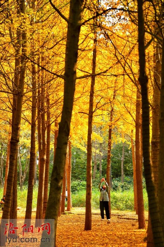 多彩园林 扮靓洛城
