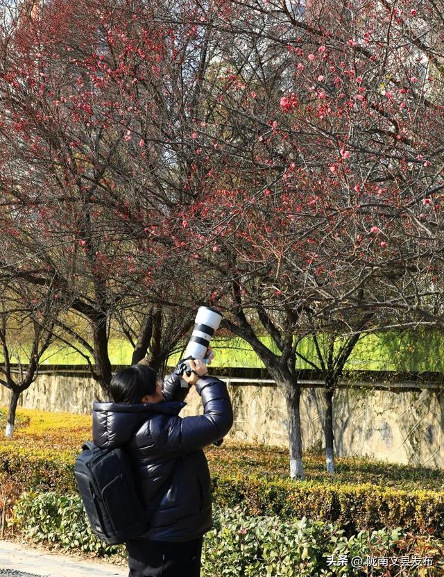 冬日“梅”景，真美！