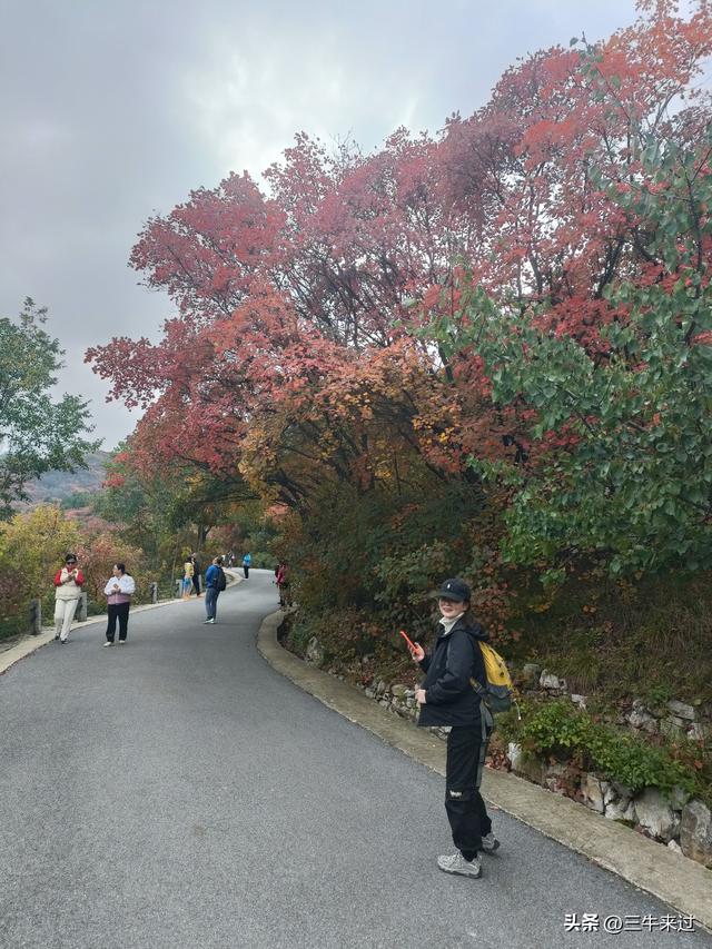 无为在歧路，济南红叶谷