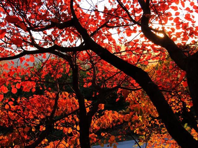 来淄博“捡秋”！海岱楼、周村大街…全被捡出来了→