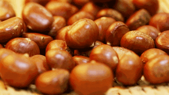 跟着色彩游临沂 | 柿子熟了・田园采摘之旅，承包你的秋日快乐