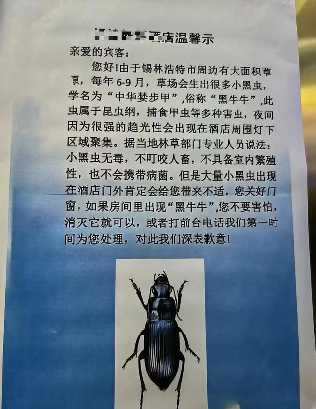 游客称在内蒙古被“黑牛牛”侵扰，当地酒店：益虫无害，每日专人清理，可选择高层房间