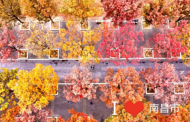 赶在降温前，把这十个景点红枫杏叶留下今年足迹，再访只待来年！