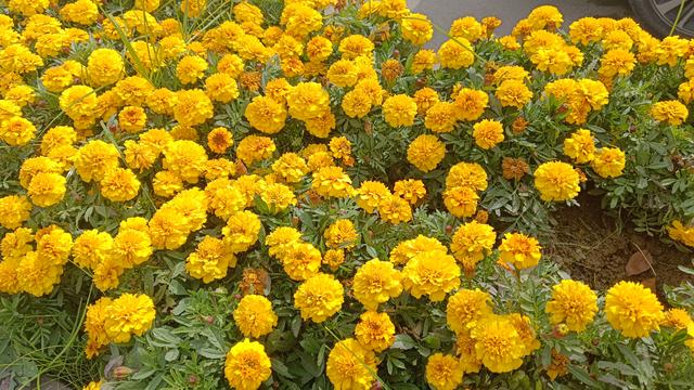 《人到中年，别再为别人而活，学会爱自己才是人生的必修课》