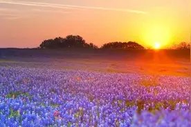 结婚戴胸花有什么讲究？图片