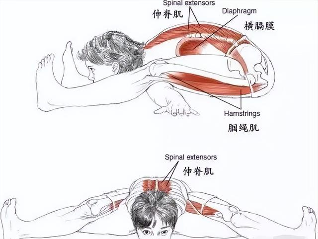 坚持了一个月的“龟式”，瘦的都是内脏脂肪	，皮肤都变好了！