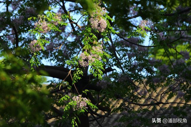 到无锡“楝城"去走走，看紫色，闻花香