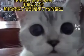 猫咪在去世前通过监控用最后17秒告别主人图片
