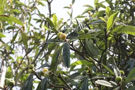 苏州西山枇杷即将上市图片