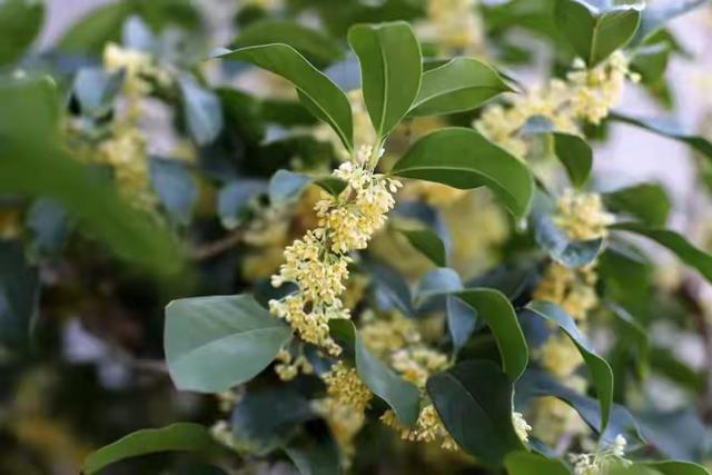 市花，一座城市的名片