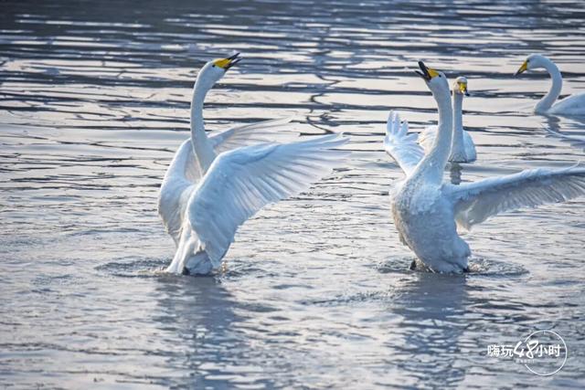 冬游威海 | “鹅”在这儿呢！