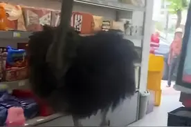 广东肇庆一鸵鸟街头狂奔，之后搭乘私家车离开？当地林业局回应图片