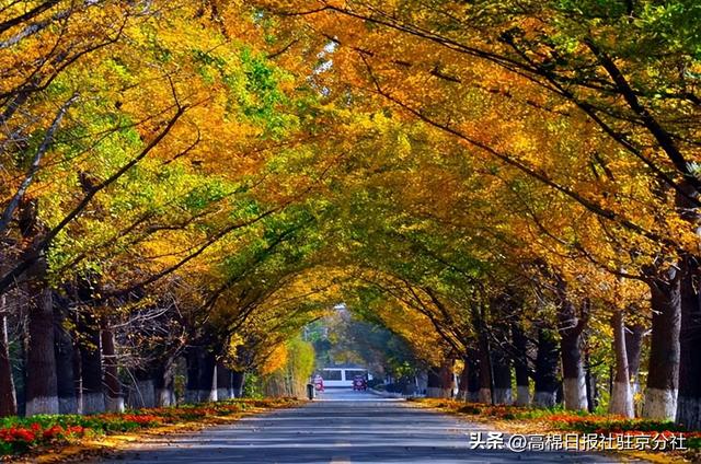 秋季的一地金黄——山东临沂郯城银杏林