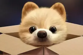英语中一些关于dog的习语图片