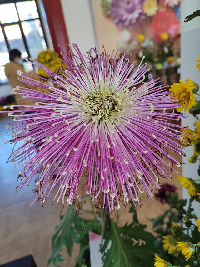 甘州府城菊花飘香