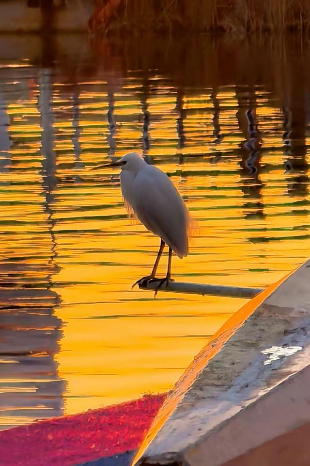 朝看芦苇夕望鸟：爱了！鸢都湖一天最美的两个时刻