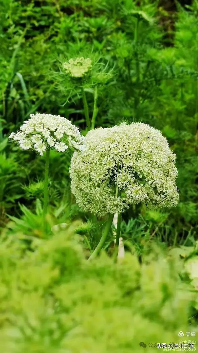 宁海最高峰下有座千年隋唐古寺，你可听说过？