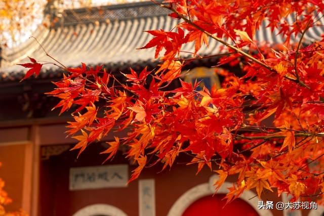 南京栖霞山红叶进入最佳观赏期！多条避峰路线，错过等一年