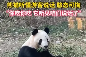 “说谁坏话呢？”大熊猫听懂游客说话卡顿干饭图片