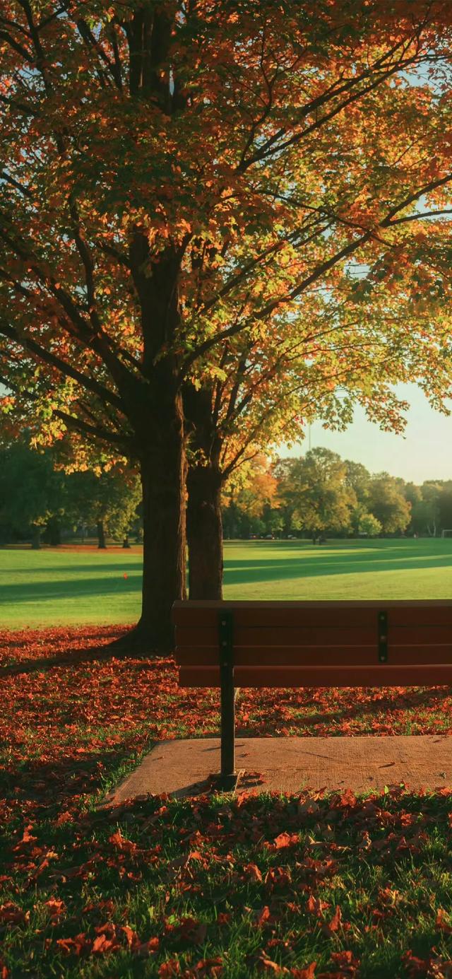 壁纸｜来去都是自由风 好运自会与我重逢