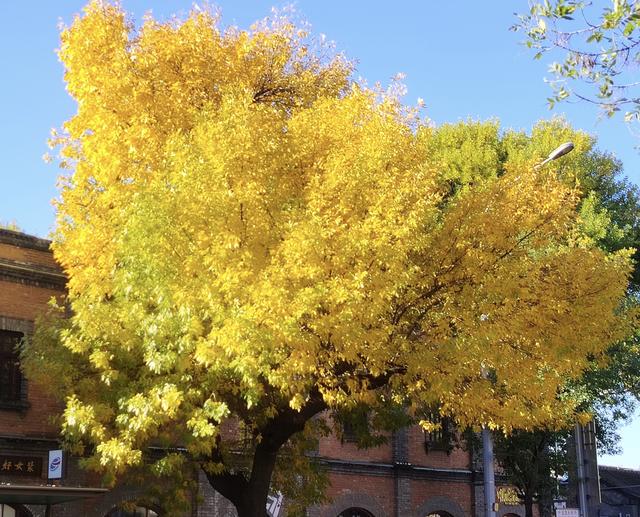 “北平之秋便是天堂” | 五四大街的金色浪漫！