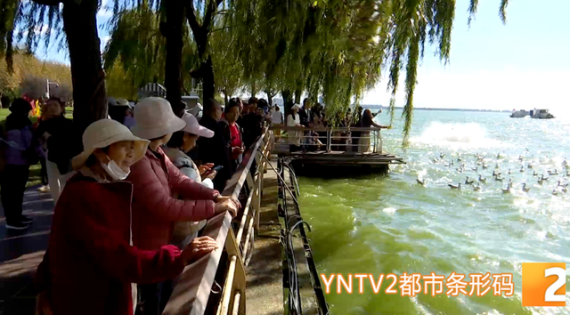 冬季限定！昆明海埂公园现新景观！鸥舞鱼跃人欢乐，快来打卡！