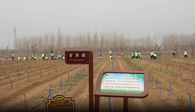 肥城市潮泉镇：泰山四大名药研学劳动教育实践基地绽放文化新彩