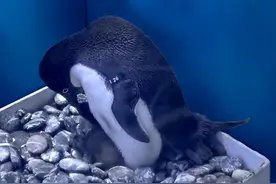 历时36个小时，上海海昌迎来首只“沪籍”巴布亚企鹅图片