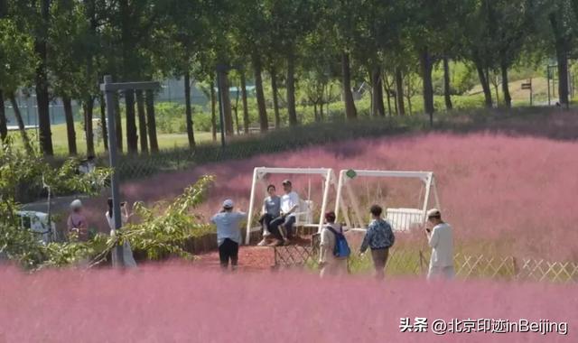 京城周末丨秋日限定浪漫,粉黛花海进入最美时节