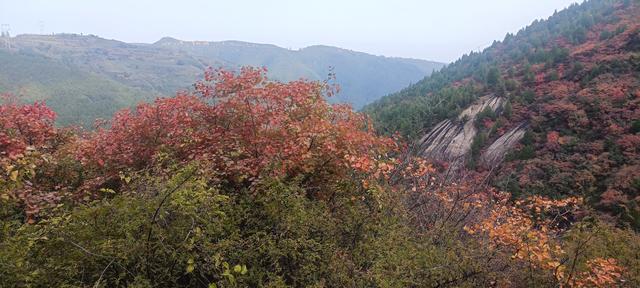 骊山红叶似火 车辆行人如织