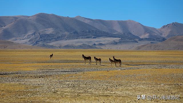 喀什经317到成都，改则-尼玛，途径大地之树、洞措湿地自然保护区