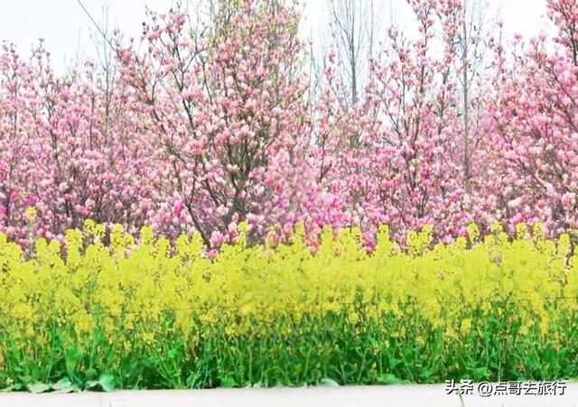 成都最浪漫的玉兰花开了，油菜花和玉兰花惊艳同框，让人赏心悦目