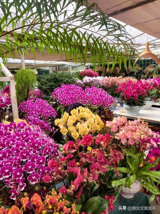 【乐游烟台】周末好去处丨全是花花！烟台神仙小店被花包围了