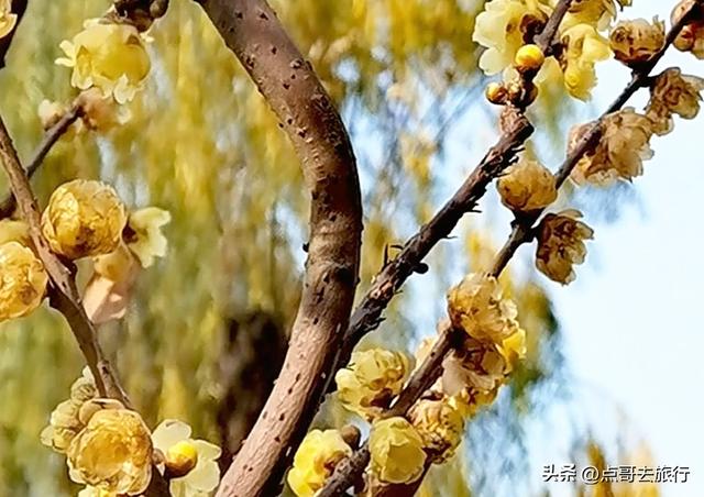成都超大规模腊梅花，30000余株，不要门票，百年老桩更是惊艳！