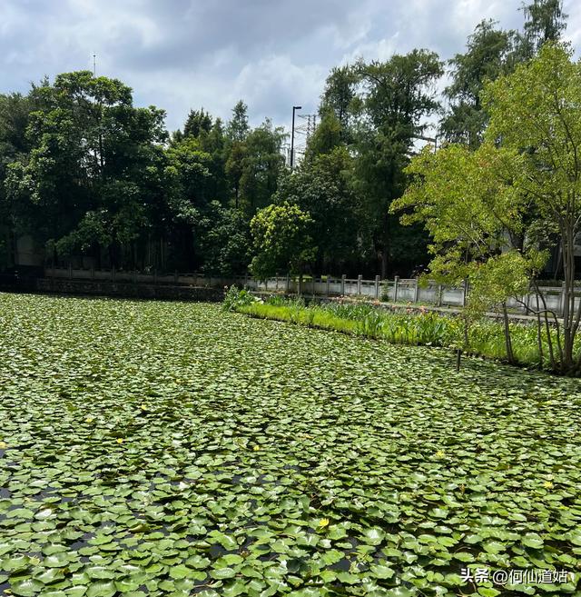 荔湾湖睡莲