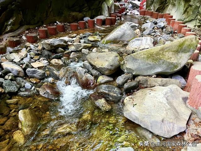 立减10℃!绿色天然避暑胜地,就在黑河国家森林公园→