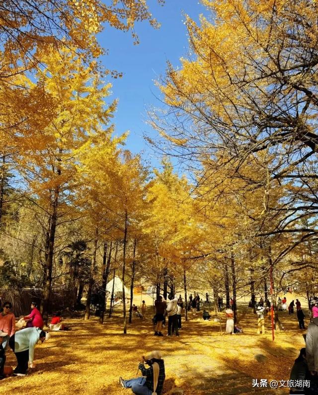 欢迎江苏游客！永州景区免费玩，美食有优惠