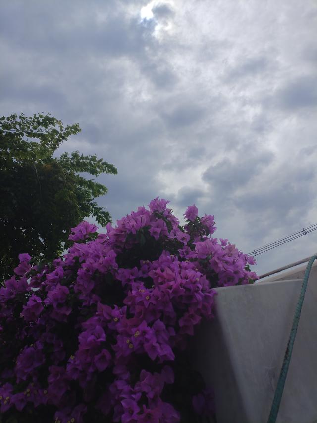 曼谷的花，是市井里的浪漫勋章