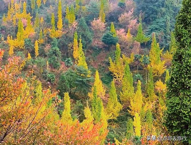 成都都江堰最冷门彩林，免费开放，山野中的惊艳，公交车可达！