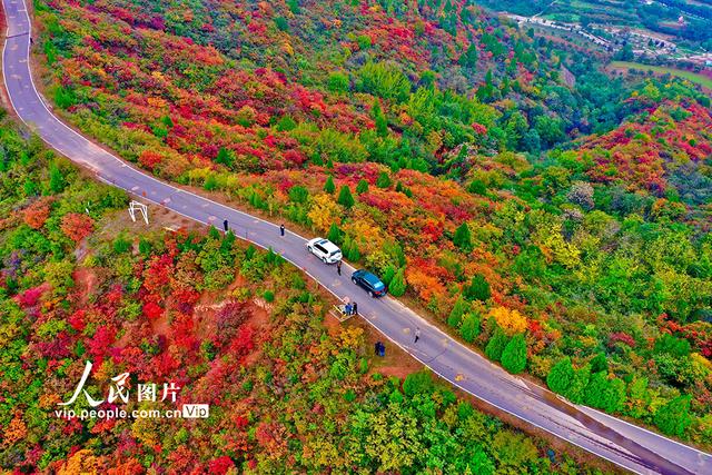 山西平陆：中条山红叶迎来最佳观赏期