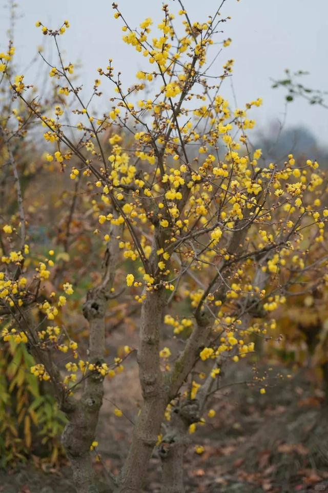 寒风再烈、冬日再冷，蜡梅照样艳压全场！