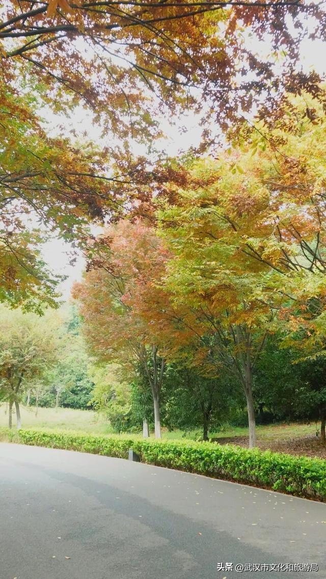 啊“秋”，彩林已上线，快收下这份斑斓！